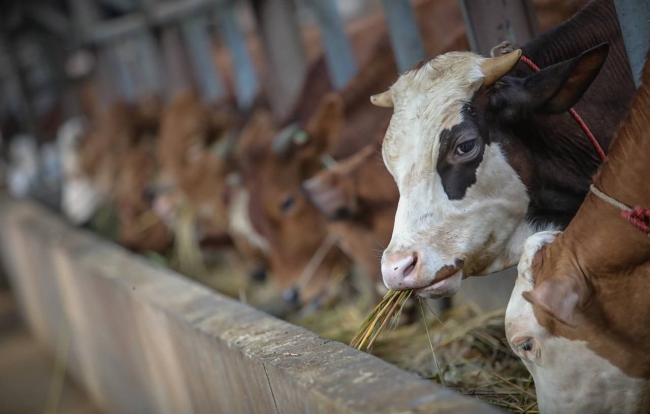 Pemkot Bandung Sebarkan 100 Ekor Kambing dan 45 Ekor Sapi Kurban